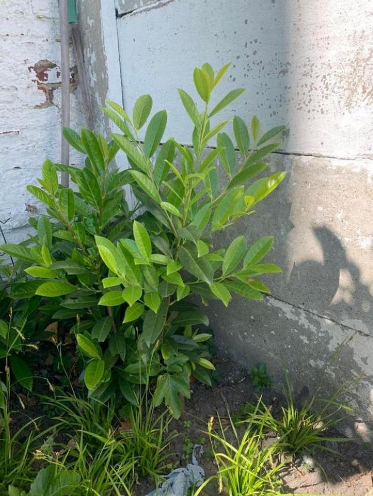 Laurier, Tuin en Terras, Ophalen, Laurier