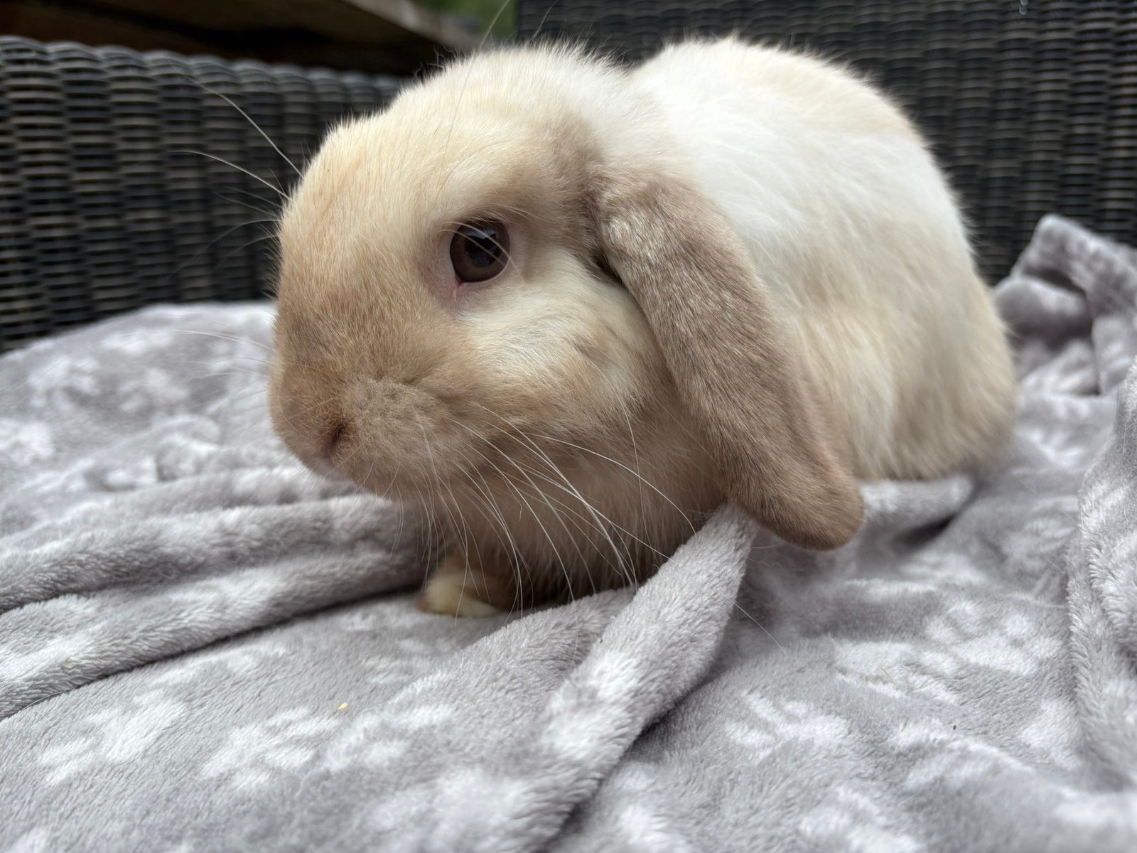 Minilop ram, Dieren en Toebehoren, Mannelijk, Klein, Hangoor, 0 tot 2 jaar