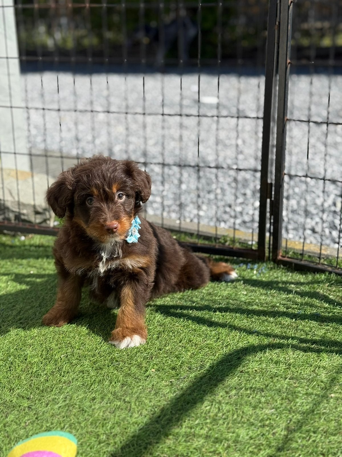 Mini/medium aussiedoodle pups, Dieren en Toebehoren, Parvo, België, 15 weken tot 1 jaar, Overige rassen