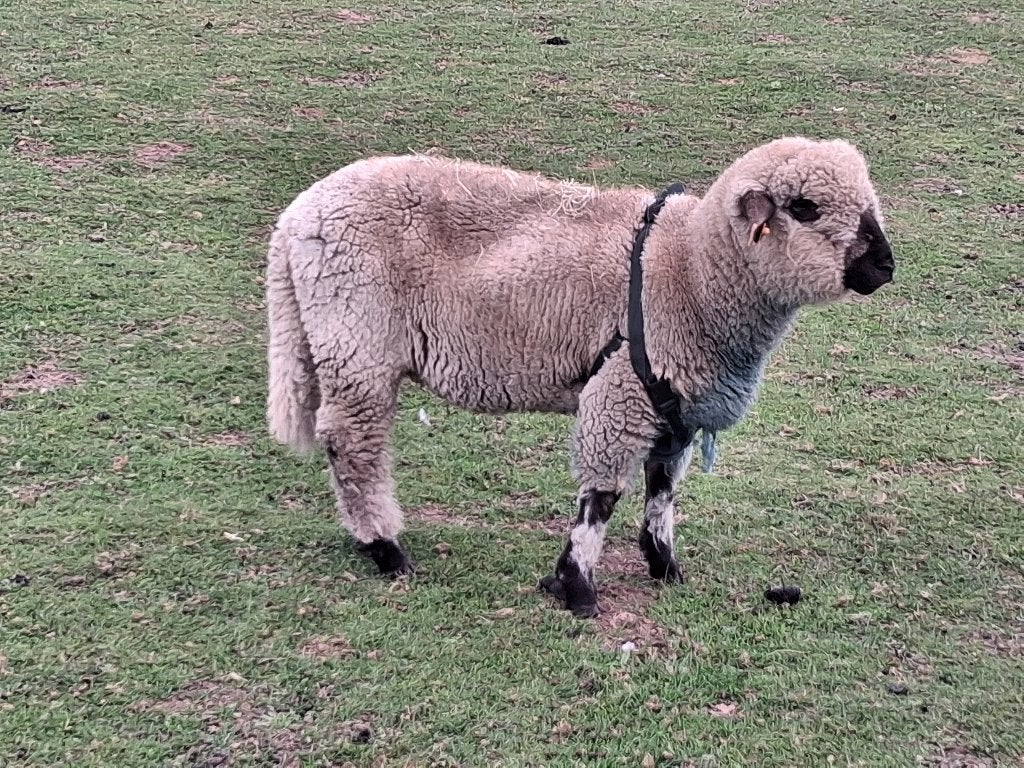 Hampshire down ramlam, Dieren en Toebehoren, Mannelijk, Schaap, 0 tot 2 jaar