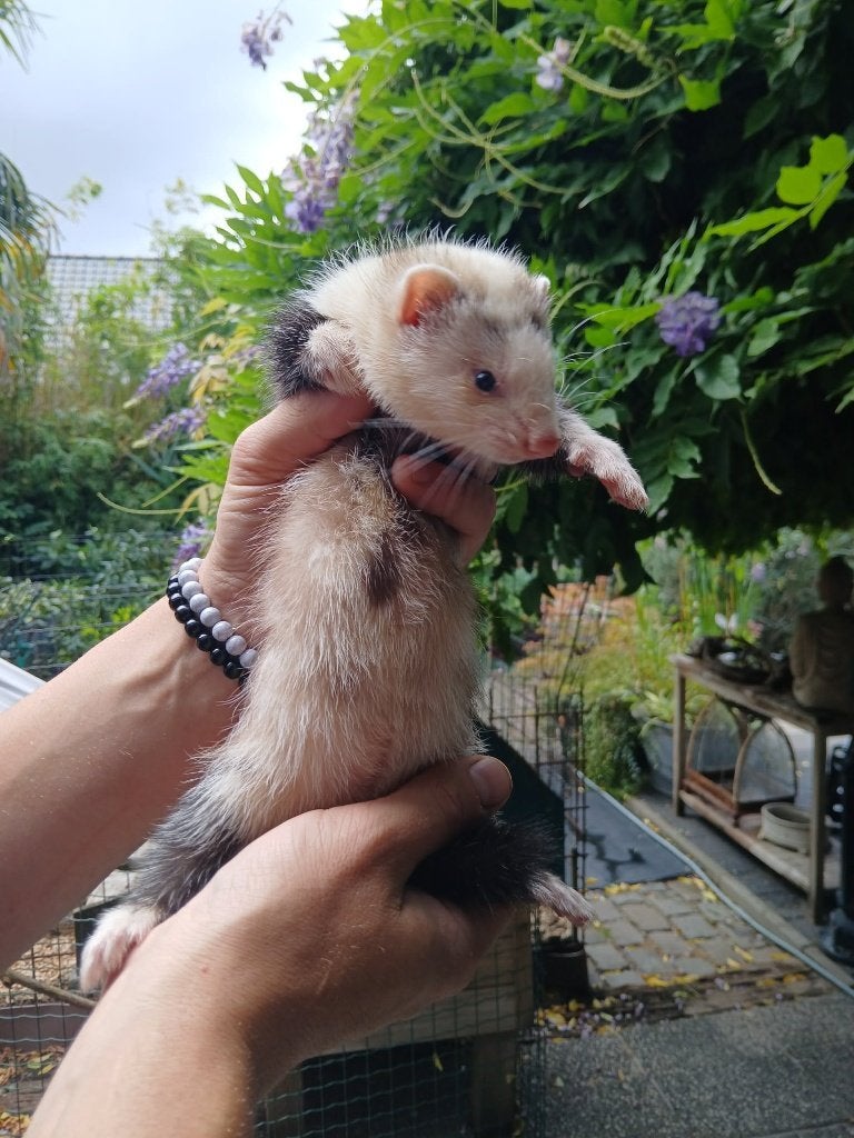 Frettenpups, Juli, Vrouwelijk