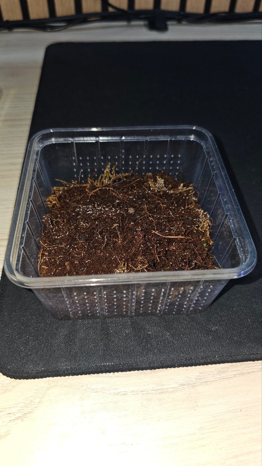 terrarium collemboles, Dieren en Toebehoren, Reptielen en Amfibieën | Toebehoren, Ophalen