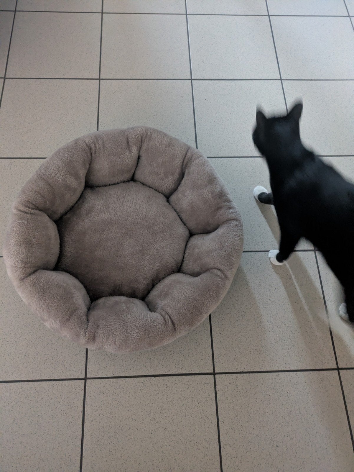 kattenmand te koop, ongebruikt, Dieren en Toebehoren, Kattenmanden, Ophalen
