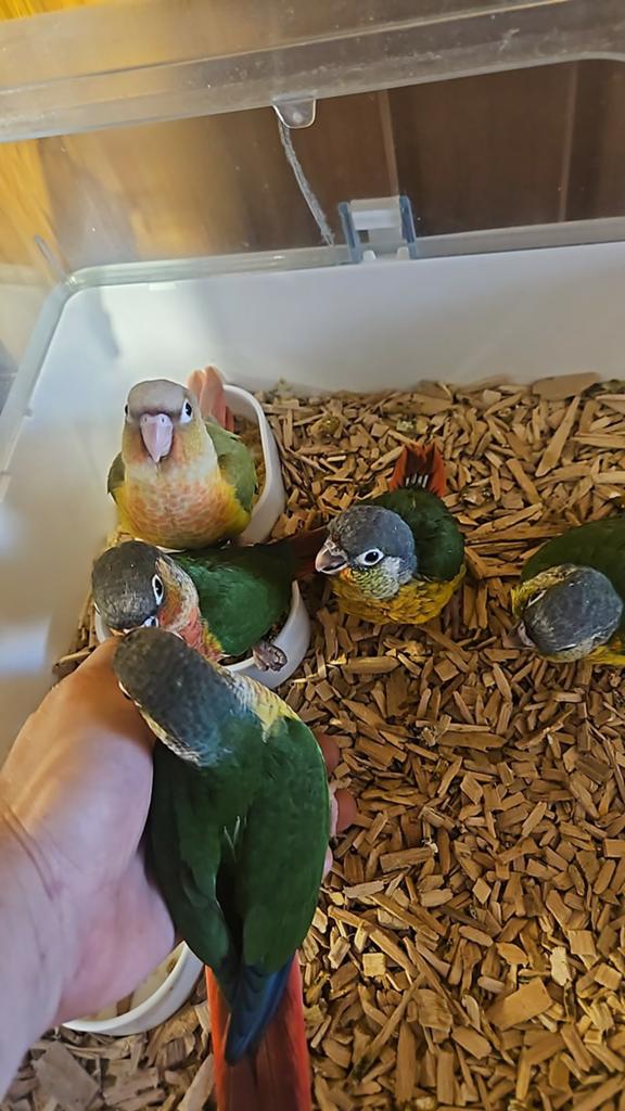 Perroquet Conure Molinae, Animaux & Accessoires, Mâle, Perroquet