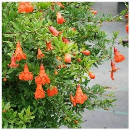 Punica granatum, Volle zon, Vaste plant, Zomer, Ophalen