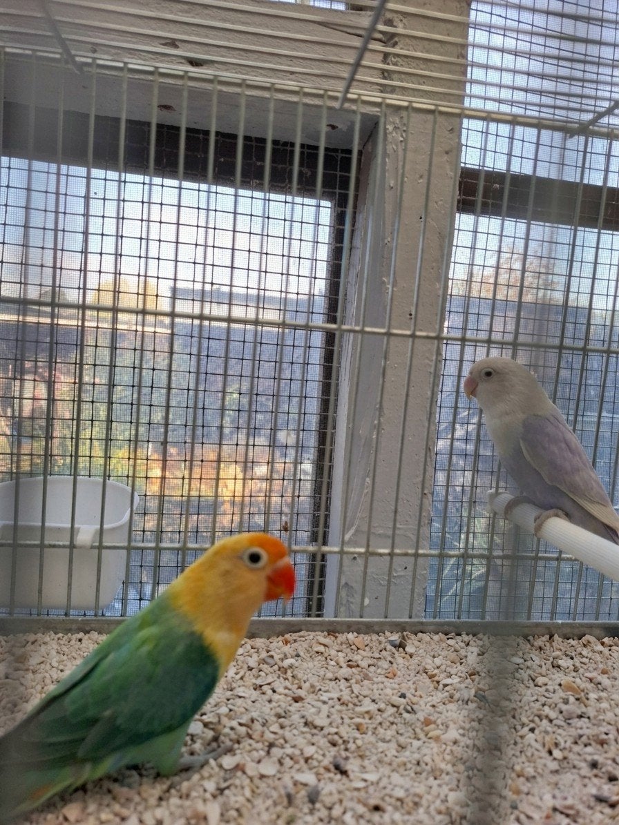 agapornis fisheri turquise yellowface  pop, Dieren en Toebehoren, Geringd