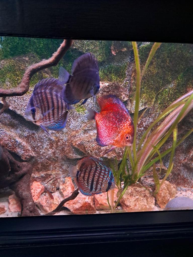 Discusvissen groot en klein, Dieren en Toebehoren, Vissen | Aquariumvissen, Vis, Zoetwatervis