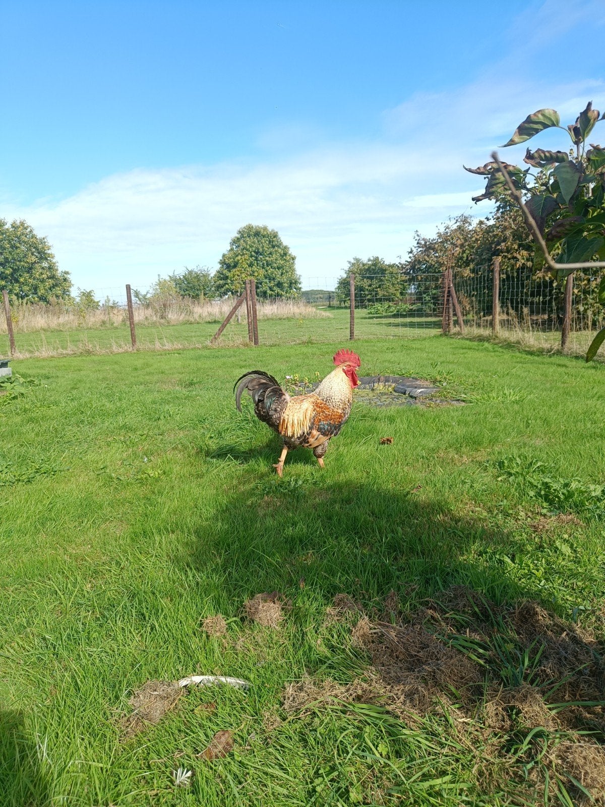 magnifique coq de poulet à la crème