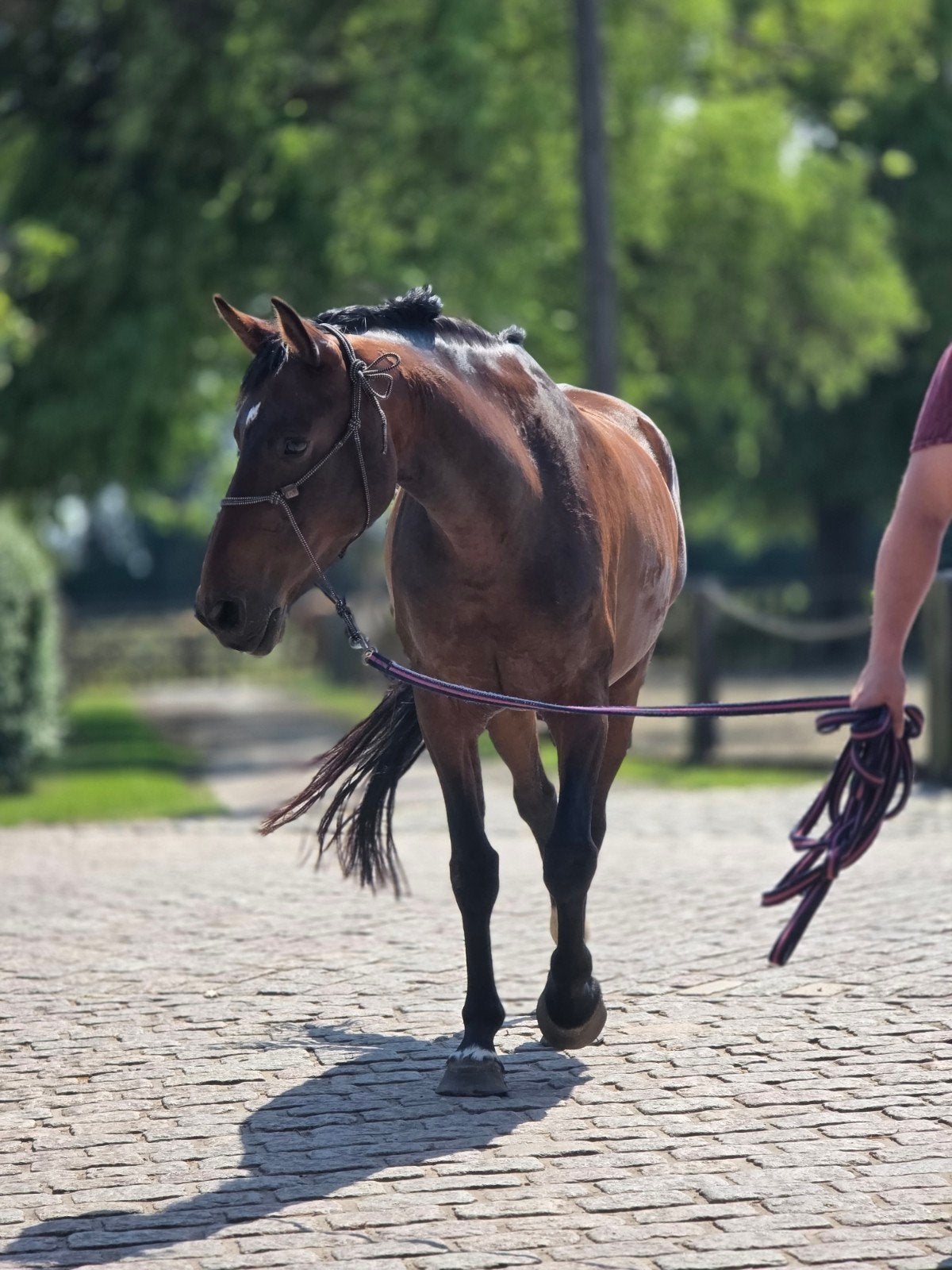 Talentvol dressuur/jumping merrie, Dieren en Toebehoren, Merrie
