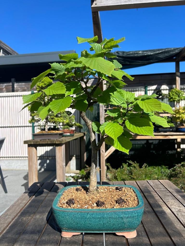 Corylus Avellana, Tuin en Terras, Ophalen