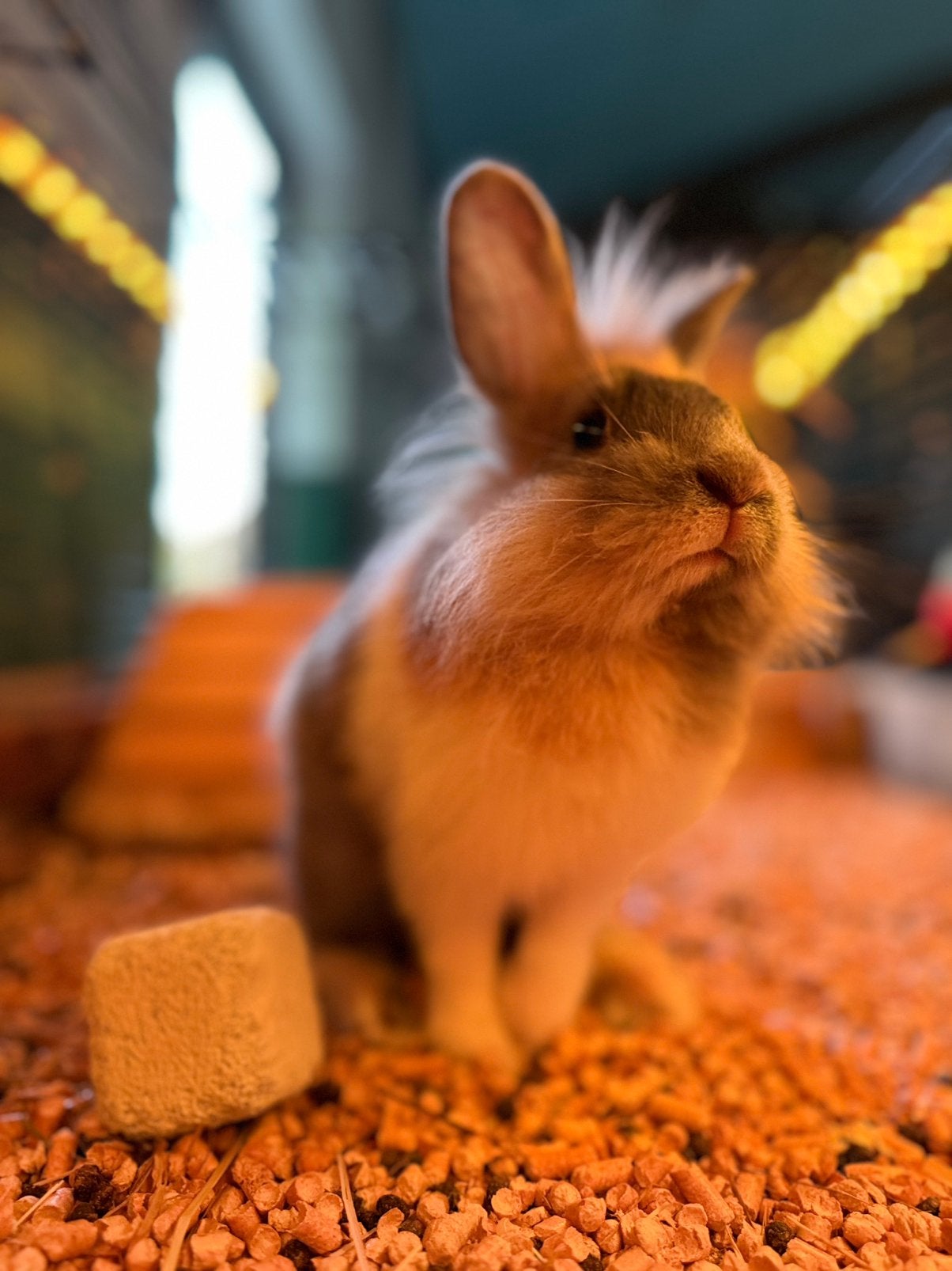 Lief baasje gezocht voor een schattig konijntje, Dieren en Toebehoren, Konijnen, Dwerg, Mannelijk, 0 tot 2 jaar