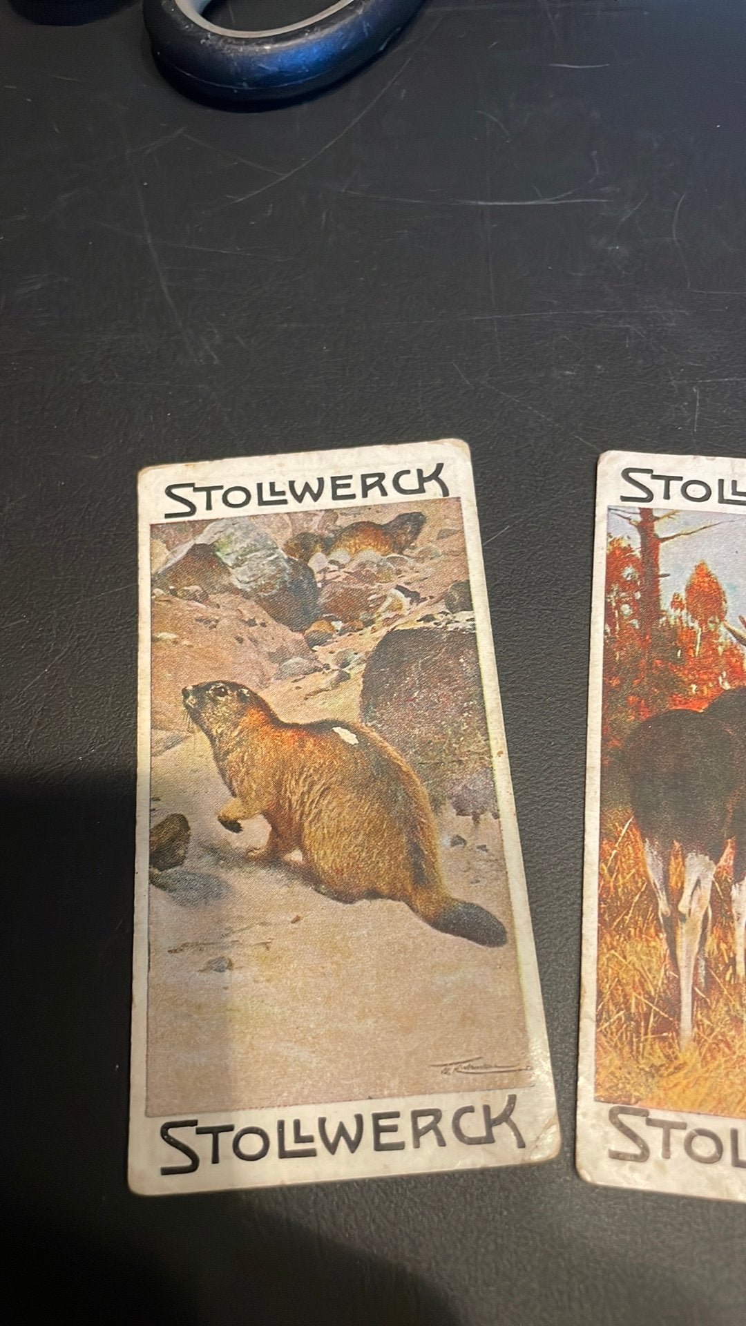 Stollwerck chromo groep 1 (x3a), Verzamelen, Gebruikt, Ophalen of Verzenden, 1940 tot 1960, Dier