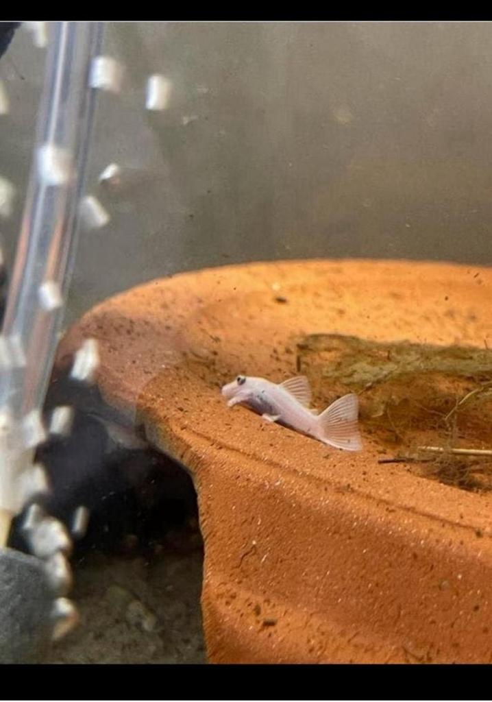 Guppy, ancistrus rouge et snow white