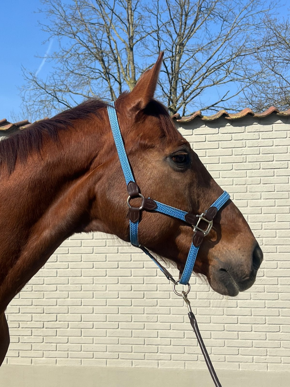 Leermeester, Animaux & Accessoires, Chevaux