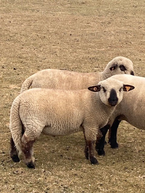 Hampshire Down ram lam te koop, Animaux & Accessoires, Moutons, Chèvres & Cochons, Mâle, Mouton, 0 à 2 ans