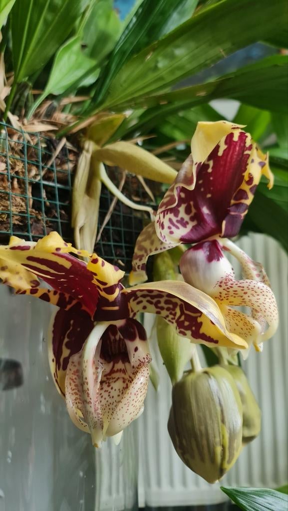 Orchidée Stanphopea trigana, Maison & Meubles, Plantes d'intérieur, Enlèvement