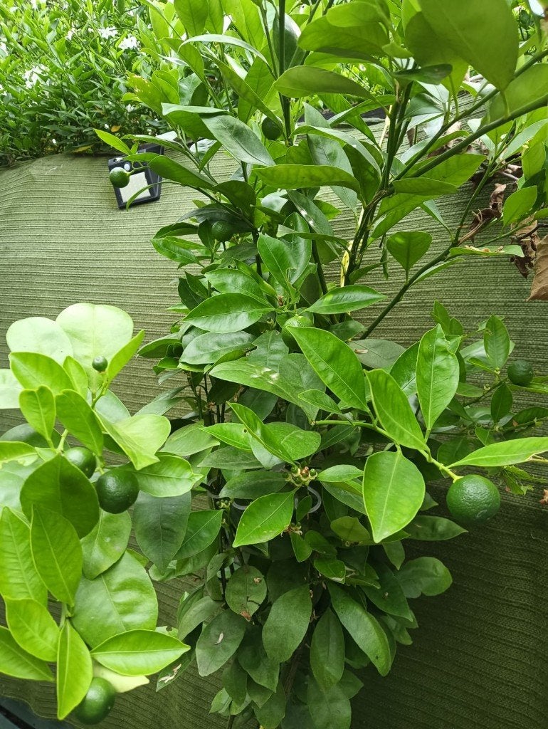 citrus calamondin, Tuin en Terras, Planten | Bomen, Ophalen, Halfschaduw, Overige soorten, 100 tot 250 cm