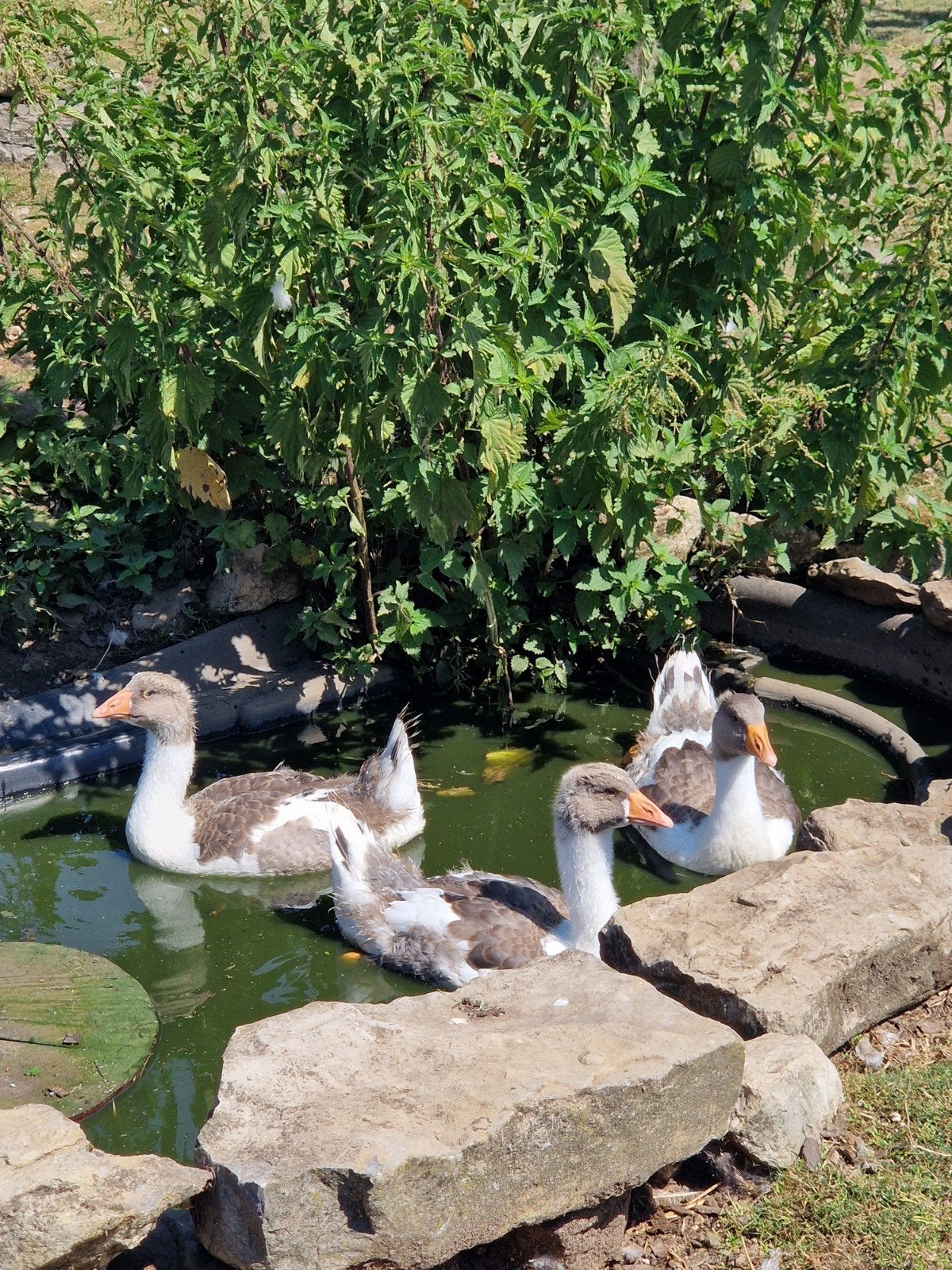 Vlaamse gans kuikens, Dieren en Toebehoren, Pluimvee, Geslacht onbekend