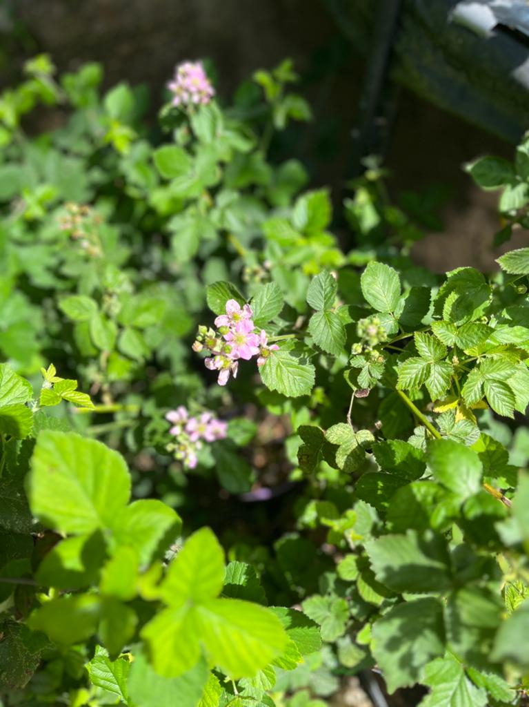 Prachtige Frambozen- & Bramenplanten te koop!, Ophalen of Verzenden