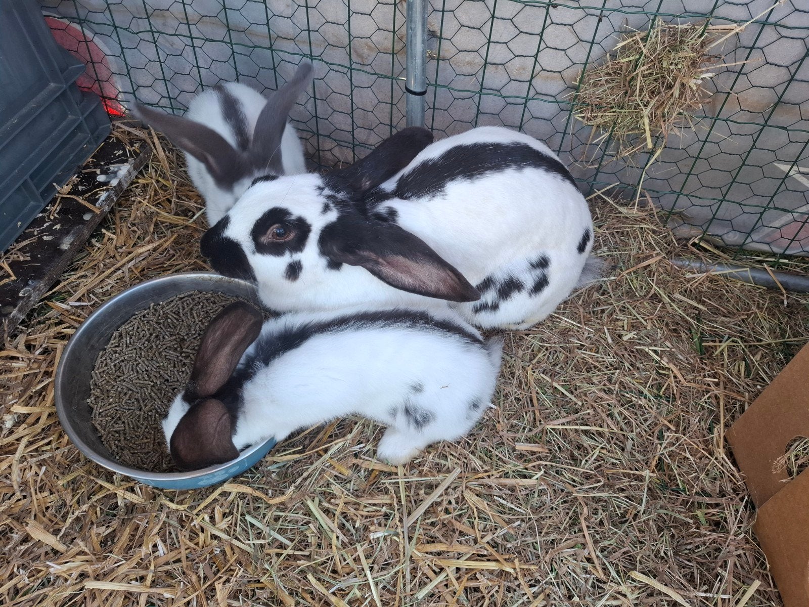 Infirmière lapin papillon, Femelle