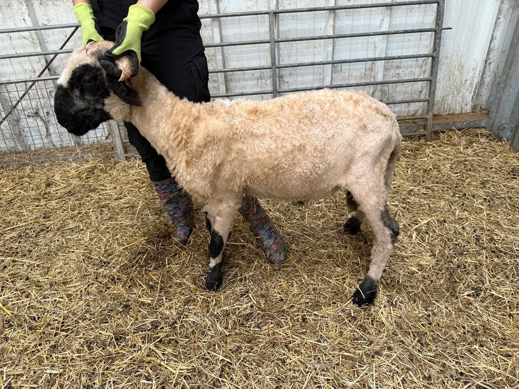 couple non apparenté à Walliser Schwarznase, Animaux & Accessoires, Moutons, Chèvres & Cochons, Mouton, Plusieurs animaux, 0 à 2 ans