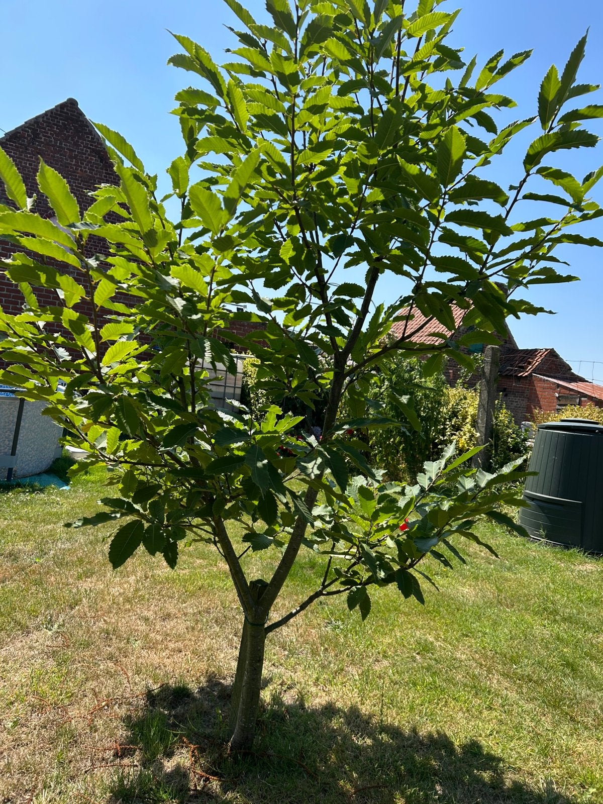 Boom tamme kastanje 3 jaar oud., Jardin & Terrasse, Plantes | Arbres, Enlèvement