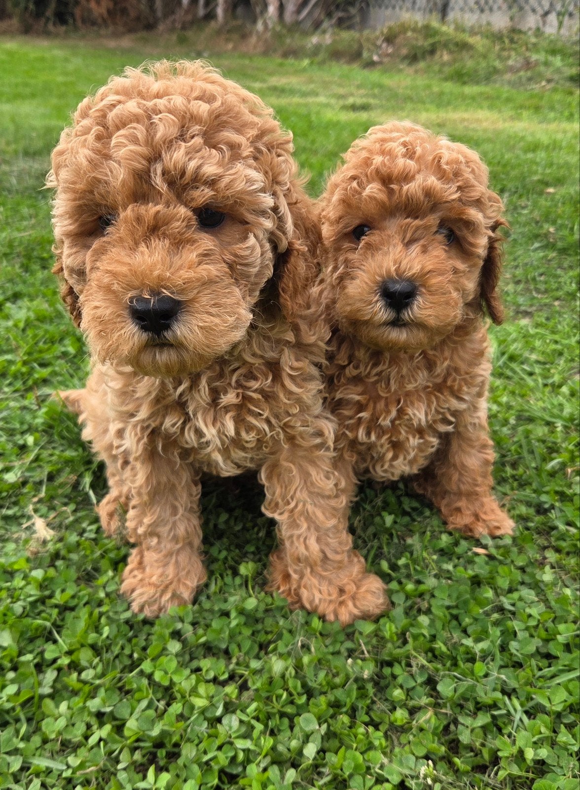 Prachtige dwergpoedelpuppy's, Dieren en Toebehoren, Poedel, België, Fokker | Hobbymatig, Meerdere