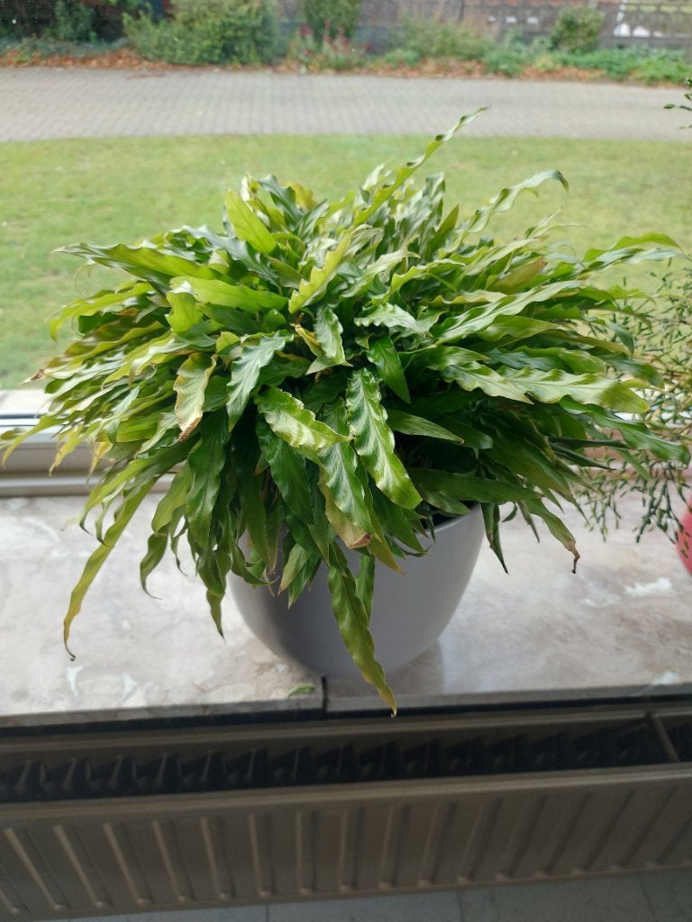 Kamerplant, Maison & Meubles, Autres espèces, En pot, Moins de 100 cm, Enlèvement