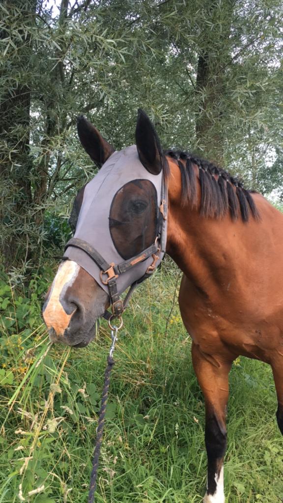 Paard te koop, Animaux & Accessoires, Chevaux, Hongre, Débourré, 11 ans ou plus, Cheval de saut, Avec pedigree