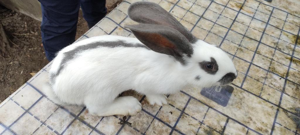 Reuzevlinder / Groot Lotharinger Charlie, Dieren en Toebehoren, Meerdere dieren, Groot, 0 tot 2 jaar