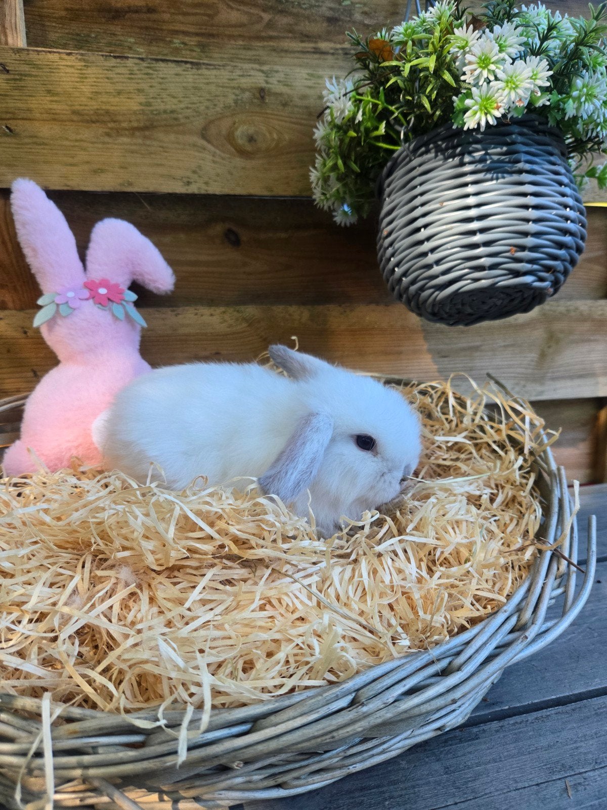 minilop, Animaux & Accessoires