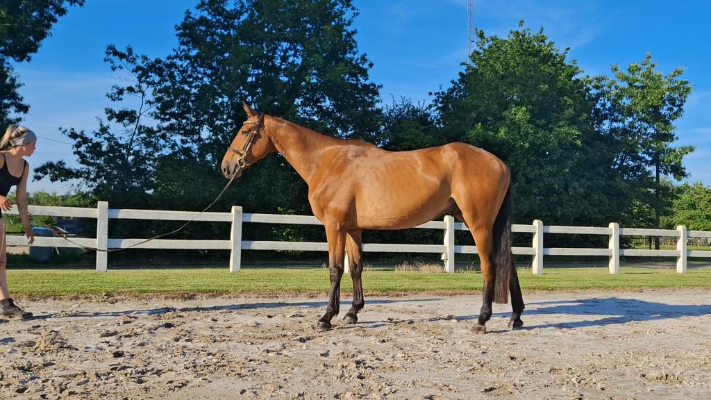 Ruin te koop, Hongre, Débourré, 3 à 6 ans, 170 à 175 cm
