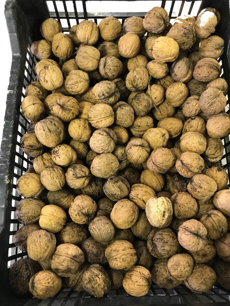 Walnoten, Divers, Produits alimentaires, Enlèvement