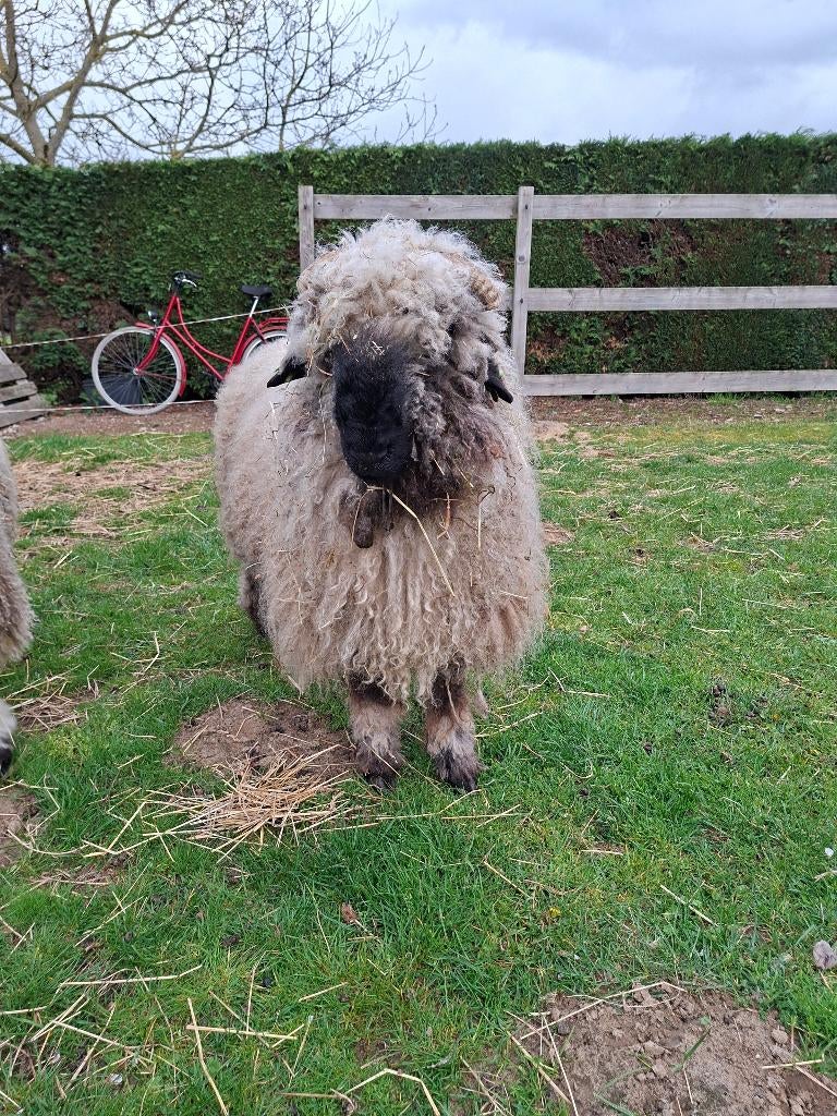 Walliser schwarsnaze ram, Mannelijk, Schaap, 3 tot 5 jaar
