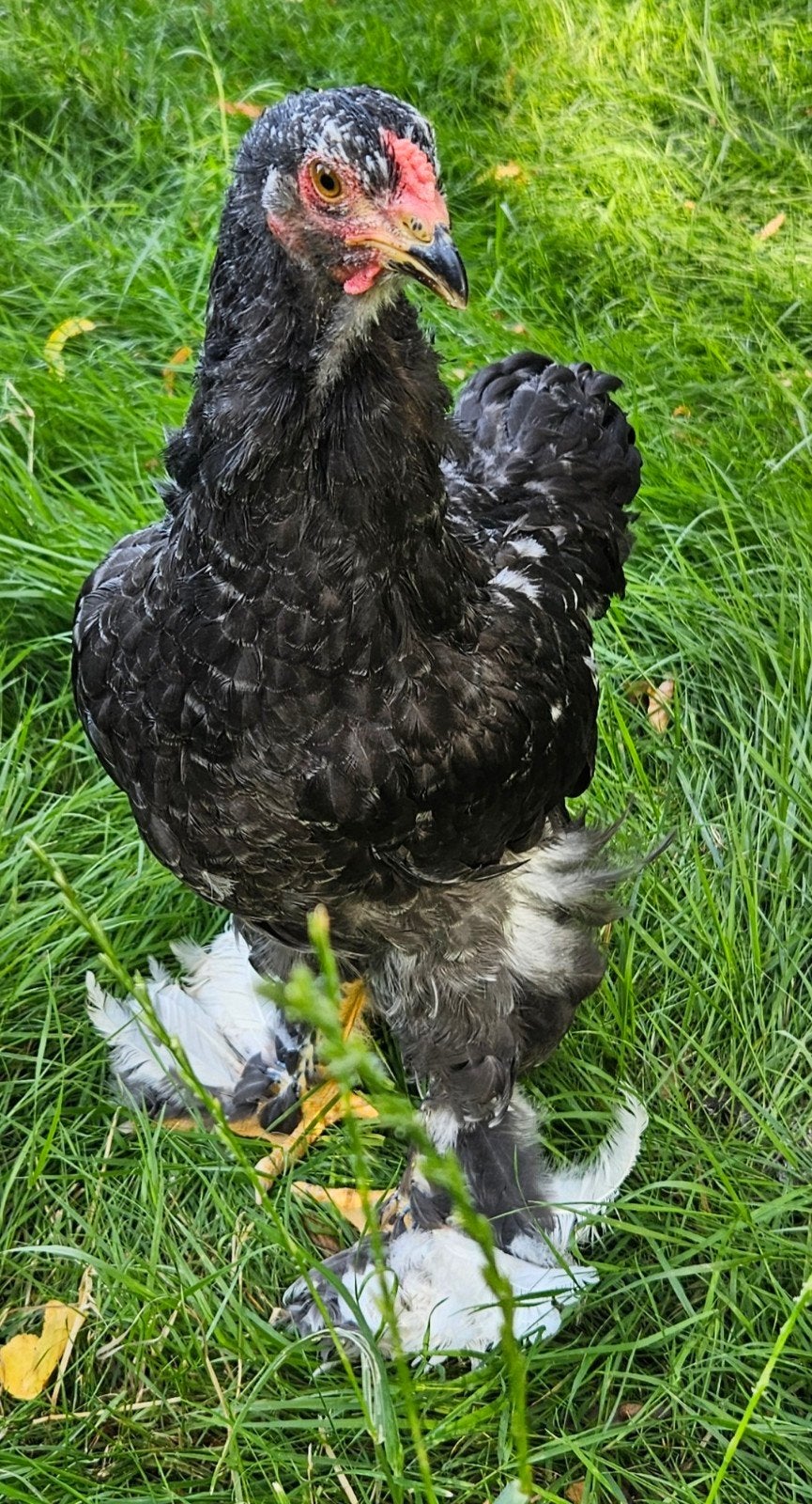 jonge handtamme Brahma haantjes, Dieren en Toebehoren, Pluimvee