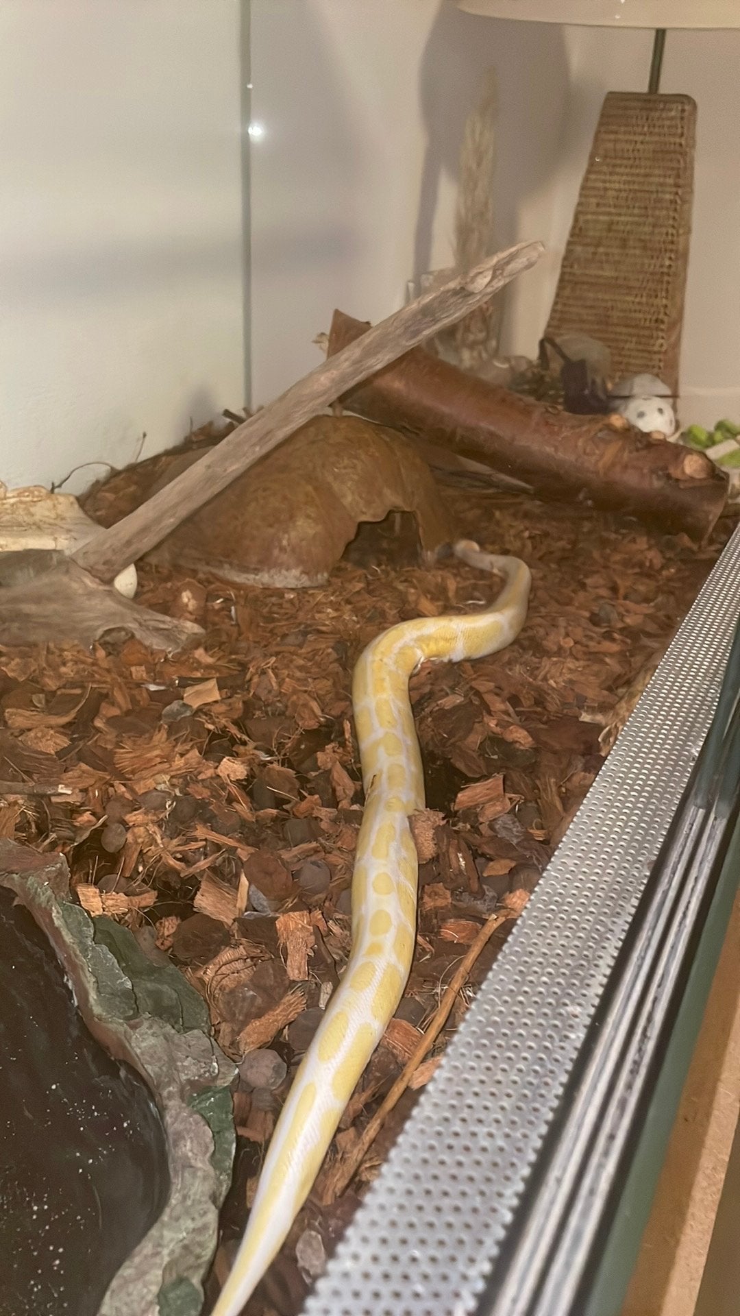 Python, Regius albinos avec terrarium complet, Slang, Met terrarium, 0 tot 2 jaar