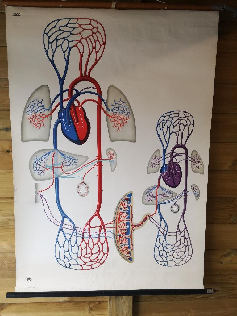 schoolkaart bloedvatenstelsel,menselike bloedsomloop, Antiek en Kunst, Ophalen of Verzenden, Natuur en Biologie