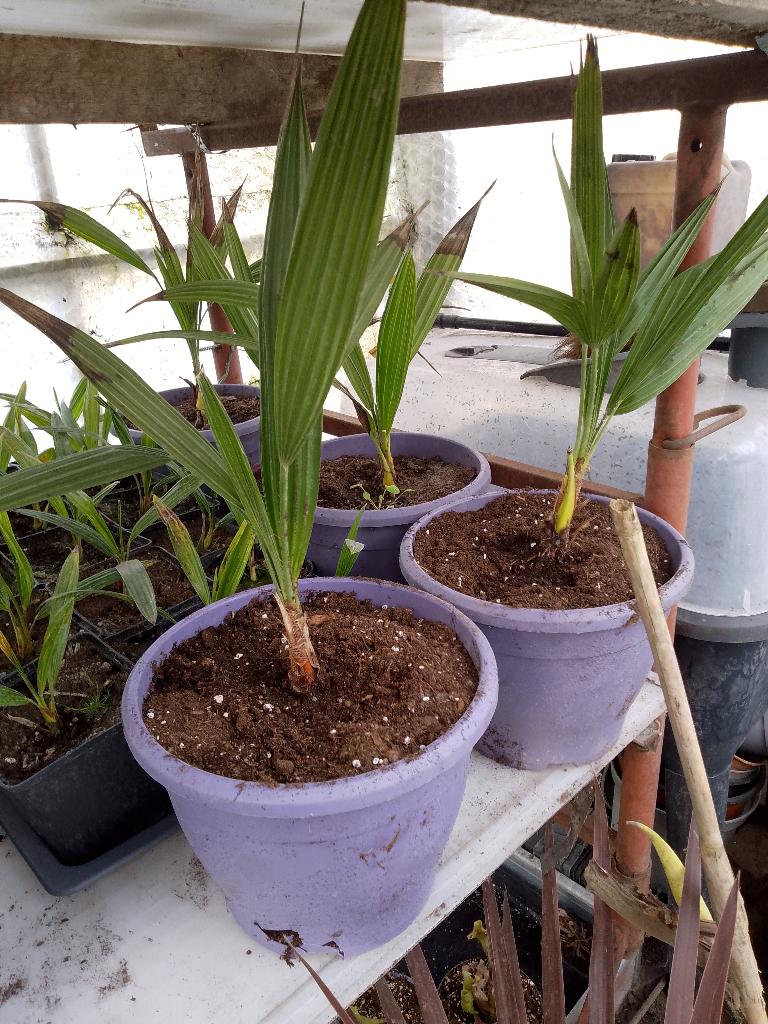 palmboom humilis, Tuin en Terras, Ophalen