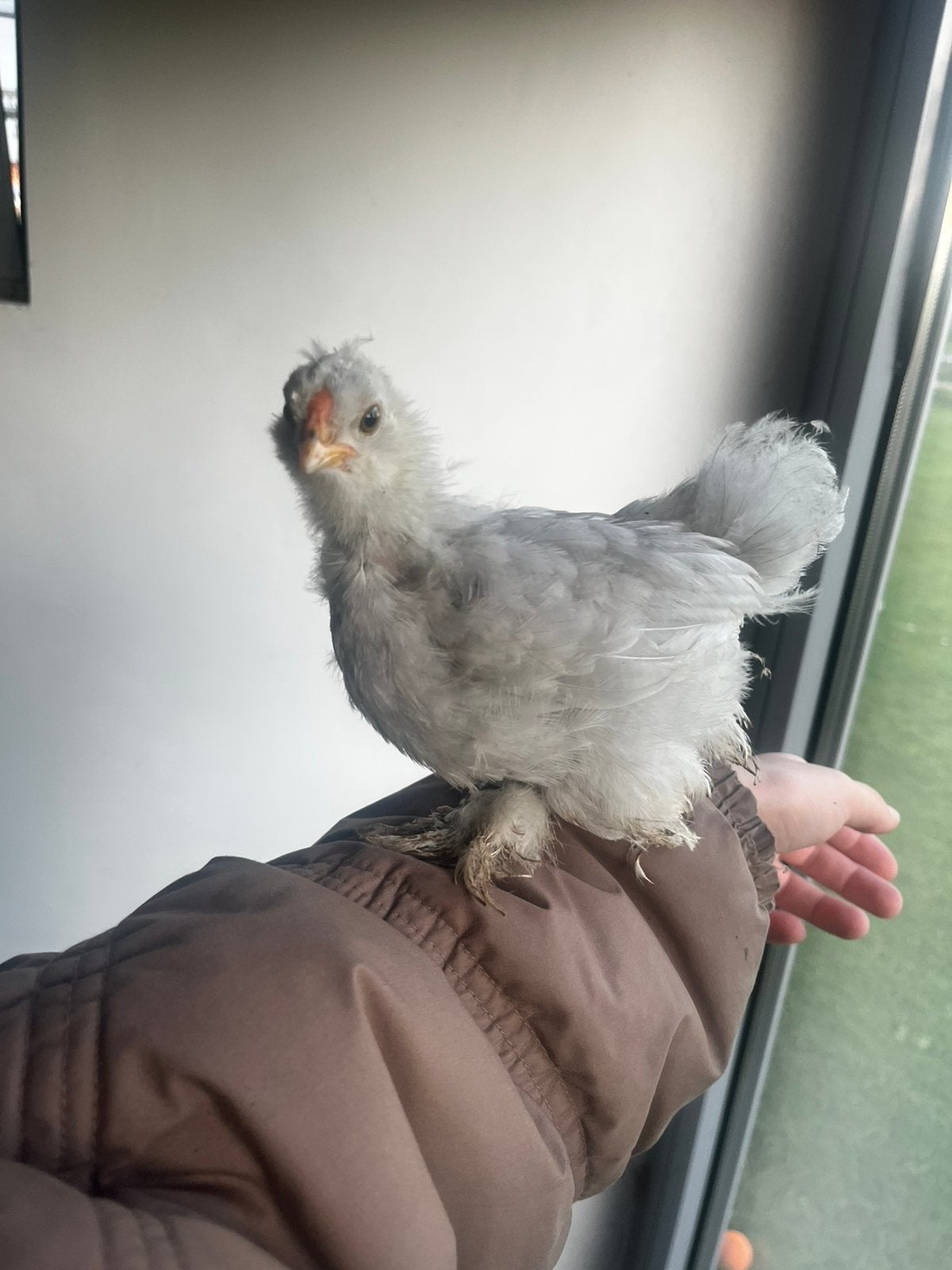 Haantje - enkel goede thuis, Dieren en Toebehoren, Mannelijk, Kip