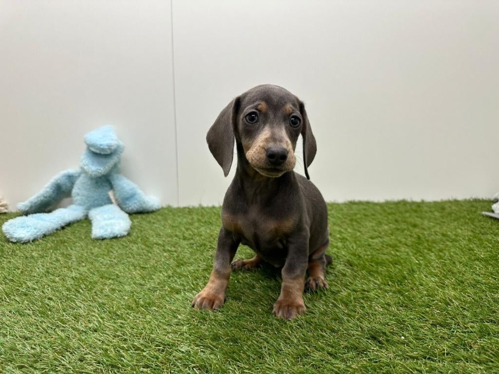 Dwergteckel pups - gladharig, Dieren en Toebehoren, Honden | Teckels en Dashonden, België, 8 tot 15 weken, Korthaar, Dwerg