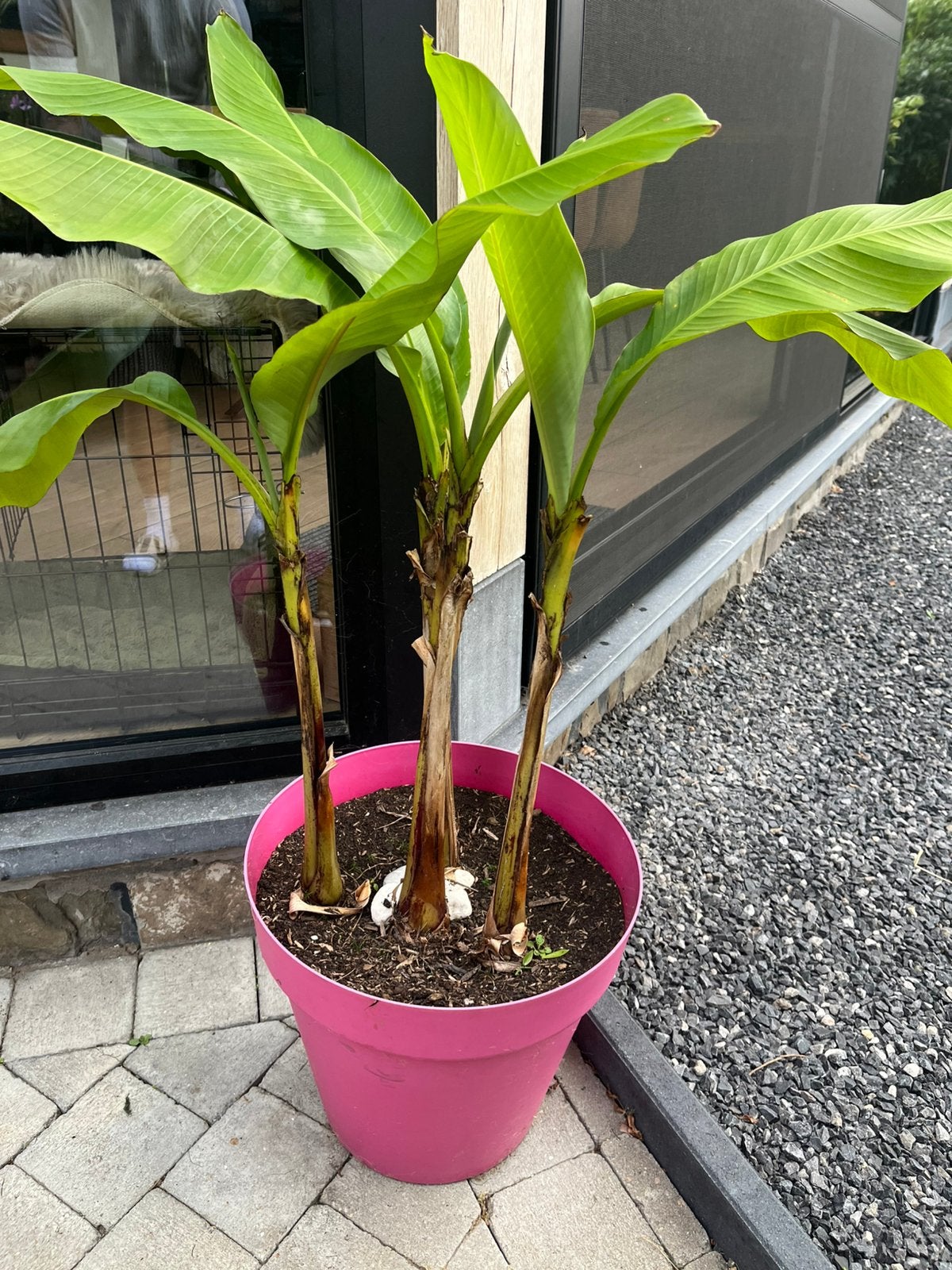 4 bananenplanten inclusief pot, Ophalen