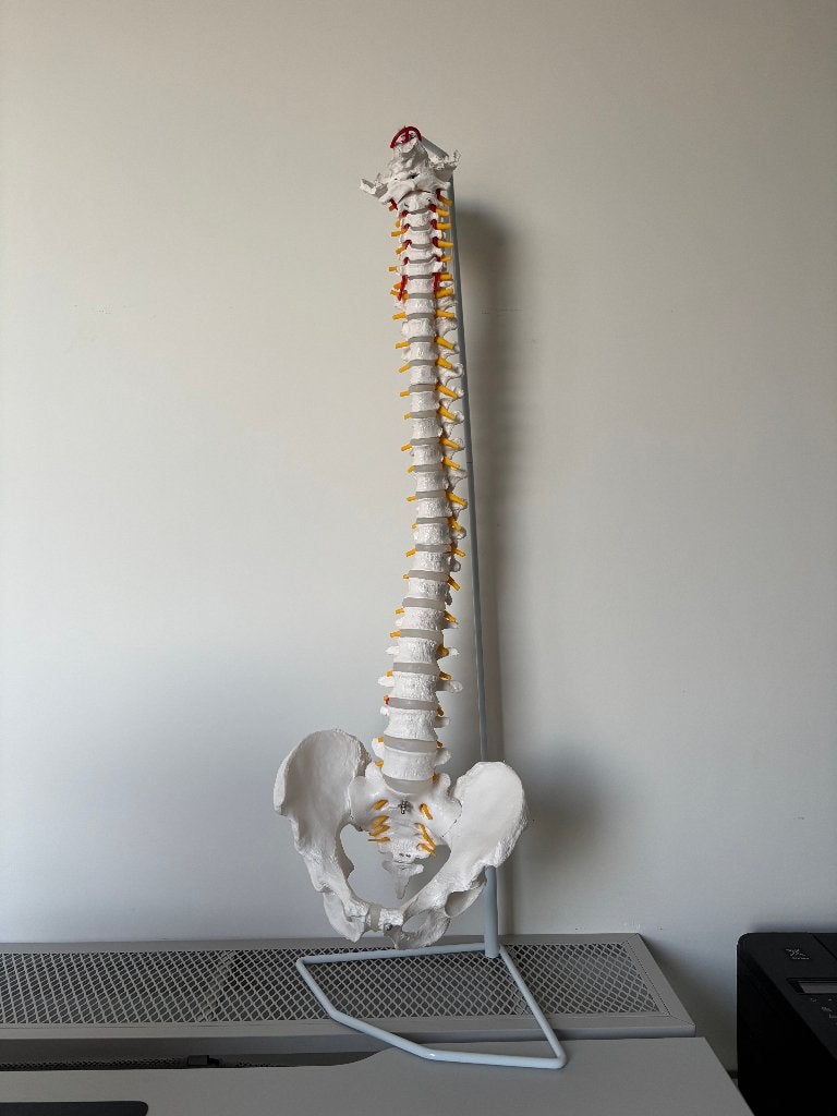 Flexibele wervelkolom met pelvis, Enlèvement, Comme neuf