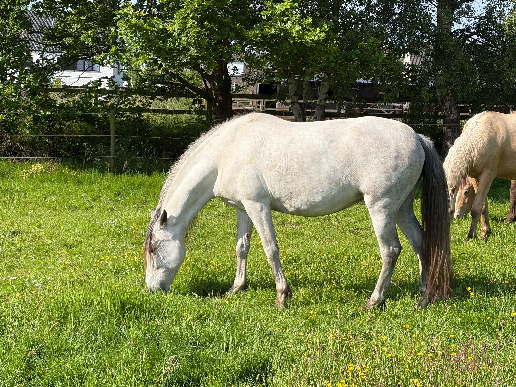 Pre schimmel merrie, Dieren en Toebehoren, Paarden, Merrie, Zadelmak, Met stamboom