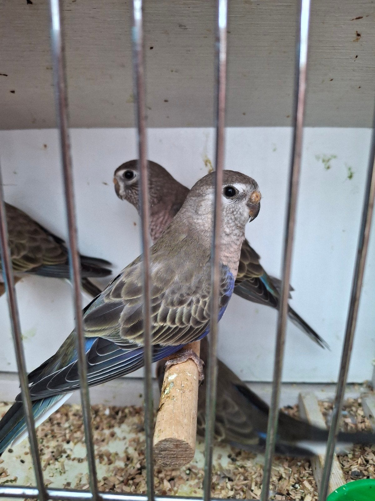 parkieten boerkes, Dieren en Toebehoren, Vogels | Overige Vogels