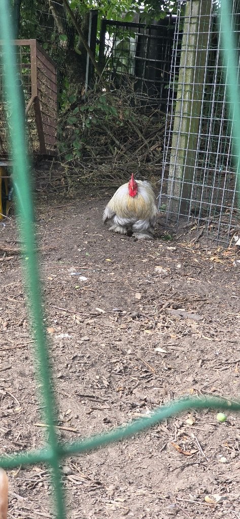 Haan cochin kriel, Dieren en Toebehoren, Mannelijk, Kip