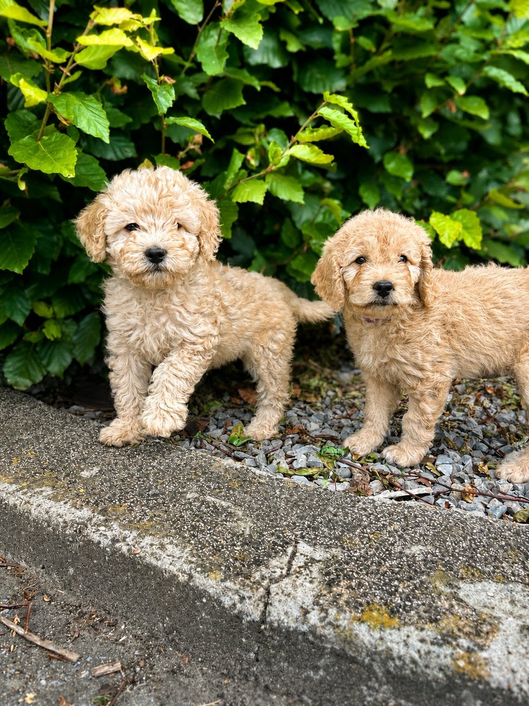 Knappe F1b cavapoo pups (cavapoo x dwergpoedel), Dieren en Toebehoren, Poedel, Parvo, België, 8 tot 15 weken