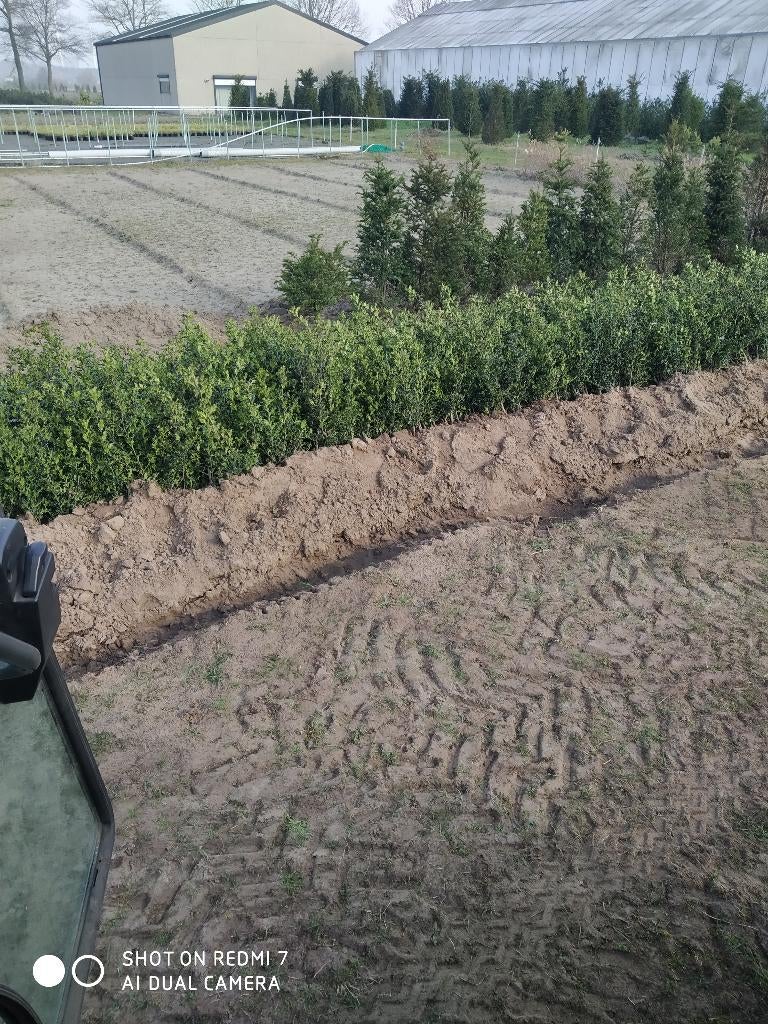 Haagbeuk en hulst, Tuin en Terras, Planten | Bomen, Ophalen, Bloeit niet, Halfschaduw, Overige soorten