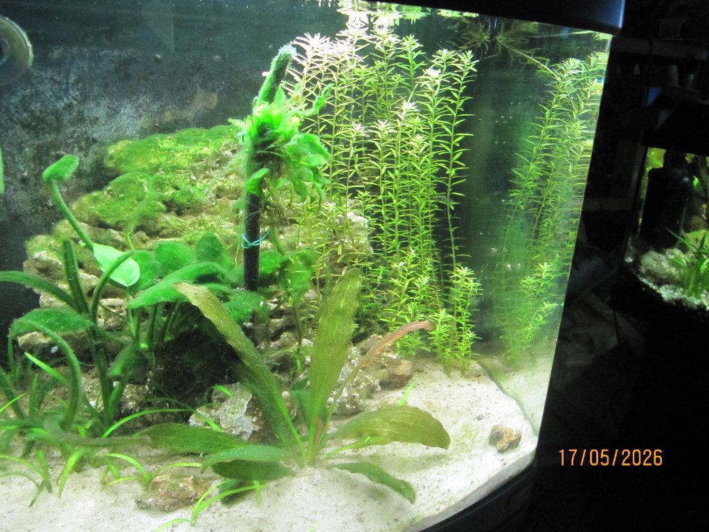 Sera aquarium nano led cube 60 liter met meubel, Dieren en Toebehoren, Vissen | Aquaria en Toebehoren, Ophalen, Sera