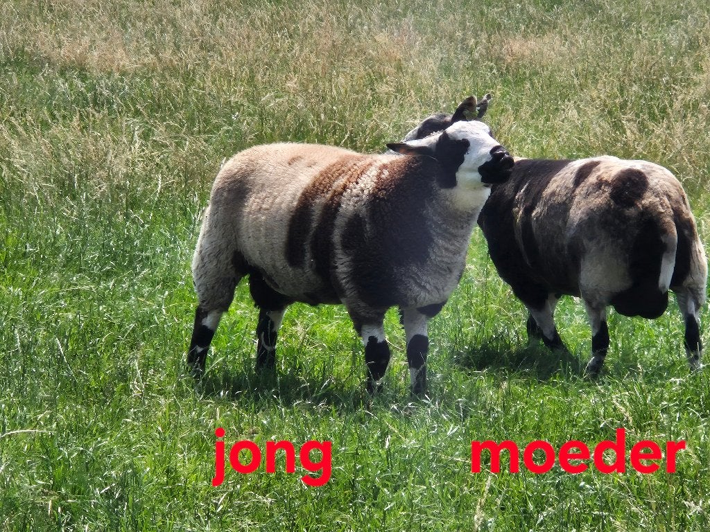 Baggerbonte Fokram te koop, Mâle, Mouton, 0 à 2 ans
