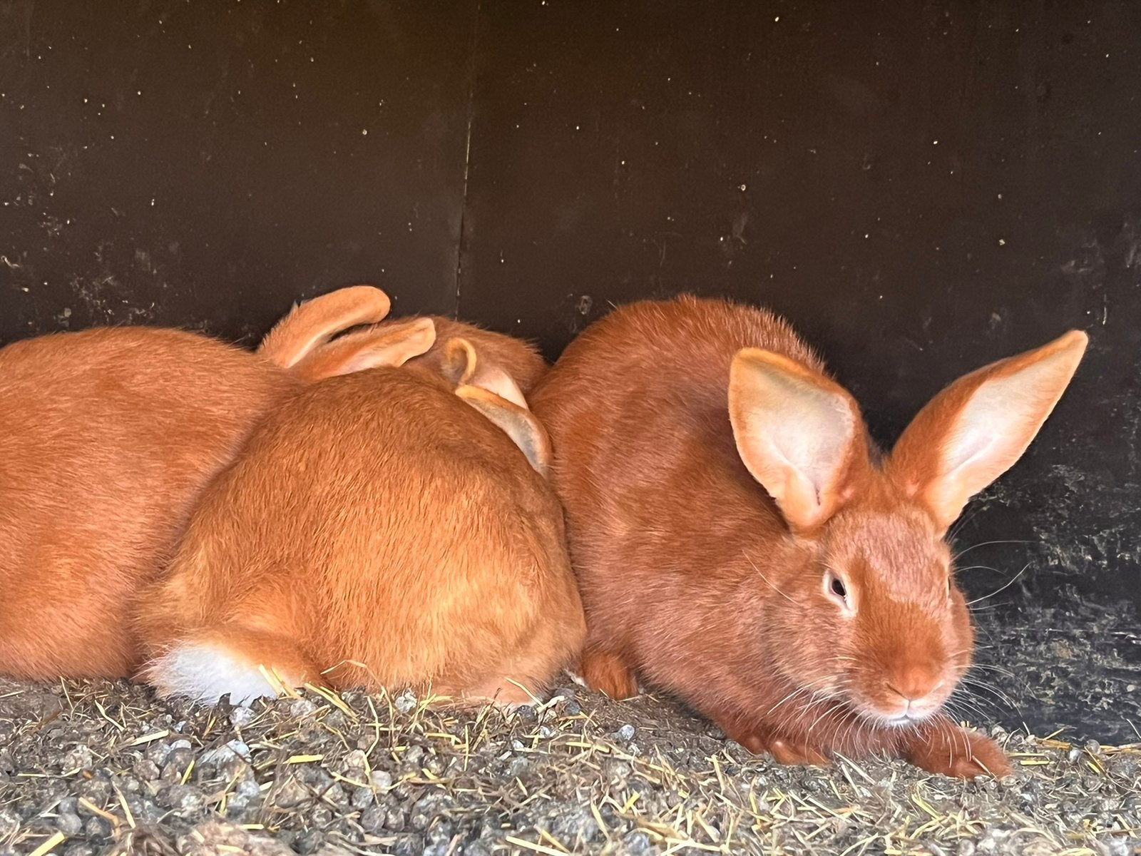 50 vleeskonijnen, doe een goed bod, Dieren en Toebehoren, Konijnen
